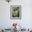 Tabby Tortoiseshell in an Ivy-Grown Window of a Deserted Victorian House-Jane Burton-Framed Photographic Print displayed on a wall