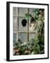 Tabby Tortoiseshell in an Ivy-Grown Window of a Deserted Victorian House-Jane Burton-Framed Photographic Print