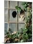 Tabby Tortoiseshell in an Ivy-Grown Window of a Deserted Victorian House-Jane Burton-Mounted Photographic Print