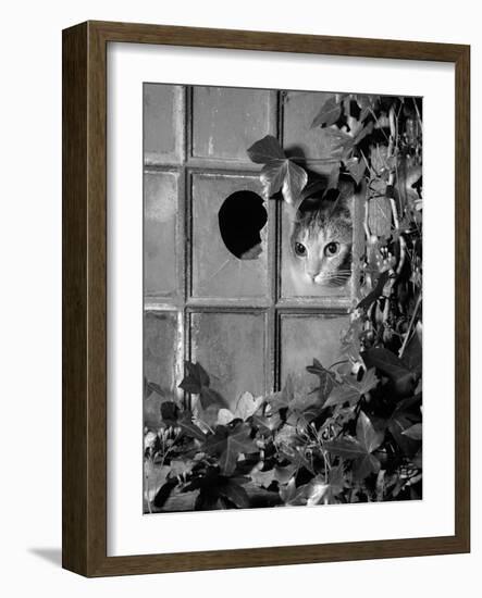 Tabby Tortoiseshell in an Ivy-Grown Window of a Deserted Victorian House-Jane Burton-Framed Photographic Print