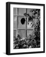 Tabby Tortoiseshell in an Ivy-Grown Window of a Deserted Victorian House-Jane Burton-Framed Photographic Print