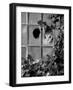 Tabby Tortoiseshell in an Ivy-Grown Window of a Deserted Victorian House-Jane Burton-Framed Photographic Print