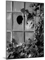 Tabby Tortoiseshell in an Ivy-Grown Window of a Deserted Victorian House-Jane Burton-Mounted Photographic Print