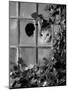 Tabby Tortoiseshell in an Ivy-Grown Window of a Deserted Victorian House-Jane Burton-Mounted Photographic Print