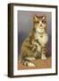 Tabby with Bell-null-Framed Art Print