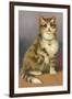 Tabby with Bell-null-Framed Art Print