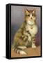 Tabby with Bell-null-Framed Stretched Canvas