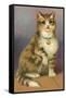 Tabby with Bell-null-Framed Stretched Canvas