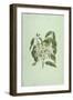 Taberne Montana (Leaves and Flowers)-James Bruce-Framed Giclee Print