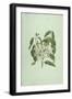 Taberne Montana (Leaves and Flowers)-James Bruce-Framed Giclee Print