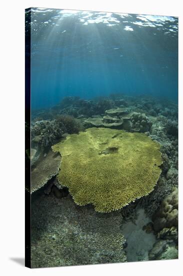 Table Coral (Acropora sp.) in reef habitat, Ameth Point, Nusa Laut, near Ambon Island-Colin Marshall-Stretched Canvas