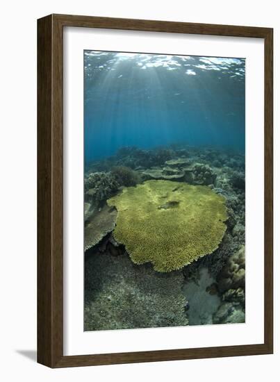 Table Coral (Acropora sp.) in reef habitat, Ameth Point, Nusa Laut, near Ambon Island-Colin Marshall-Framed Photographic Print