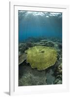 Table Coral (Acropora sp.) in reef habitat, Ameth Point, Nusa Laut, near Ambon Island-Colin Marshall-Framed Photographic Print