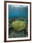 Table Coral (Acropora sp.) in reef habitat, Ameth Point, Nusa Laut, near Ambon Island-Colin Marshall-Framed Photographic Print