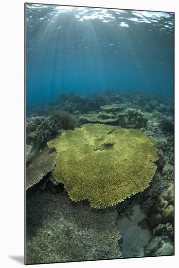Table Coral (Acropora sp.) in reef habitat, Ameth Point, Nusa Laut, near Ambon Island-Colin Marshall-Mounted Photographic Print