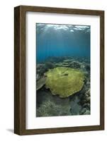 Table Coral (Acropora sp.) in reef habitat, Ameth Point, Nusa Laut, near Ambon Island-Colin Marshall-Framed Photographic Print