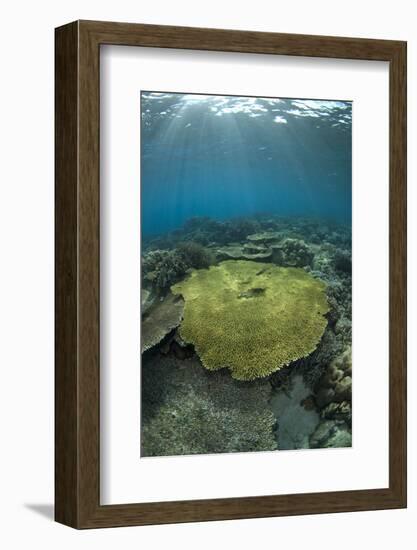 Table Coral (Acropora sp.) in reef habitat, Ameth Point, Nusa Laut, near Ambon Island-Colin Marshall-Framed Photographic Print