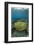 Table Coral (Acropora sp.) in reef habitat, Ameth Point, Nusa Laut, near Ambon Island-Colin Marshall-Framed Photographic Print