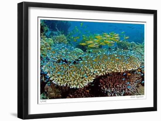 Table Coral and Reef Fish-Jones-Shimlock-Framed Giclee Print