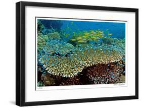 Table Coral and Reef Fish-Jones-Shimlock-Framed Giclee Print