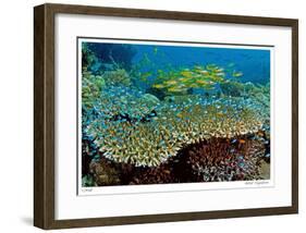 Table Coral and Reef Fish-Jones-Shimlock-Framed Giclee Print