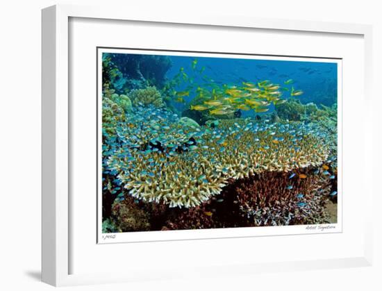 Table Coral and Reef Fish-Jones-Shimlock-Framed Giclee Print