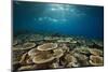 Table Corals (Acropora)-Reinhard Dirscherl-Mounted Photographic Print