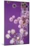 Table decoration, glass vases, globe thistles, coloured, detail-mauritius images-Mounted Photographic Print