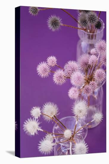 Table decoration, glass vases, globe thistles, coloured, detail-mauritius images-Stretched Canvas