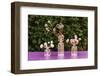 Table decoration, glass vases, globe thistles, coloured,-mauritius images-Framed Photographic Print