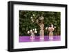 Table decoration, glass vases, globe thistles, coloured,-mauritius images-Framed Photographic Print