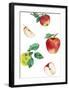 Table Harvest - Apple-Loft Studio-Framed Giclee Print