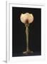 Table Lamp "Waterlily" Model Created Circa 1902-1904-Louis Majorelle-Framed Giclee Print