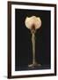 Table Lamp "Waterlily" Model Created Circa 1902-1904-Louis Majorelle-Framed Giclee Print