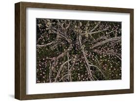 Table Rock Ground Cover-David Winston-Framed Giclee Print