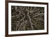 Table Rock Ground Cover-David Winston-Framed Giclee Print