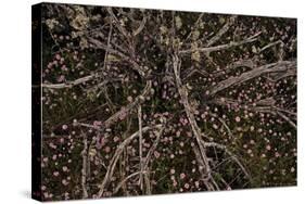 Table Rock Ground Cover-David Winston-Stretched Canvas