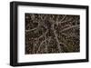 Table Rock Ground Cover-David Lorenz Winston-Framed Art Print