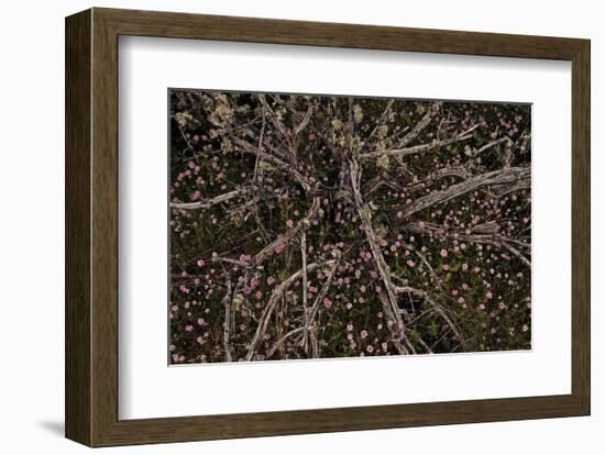 Table Rock Ground Cover-David Lorenz Winston-Framed Art Print