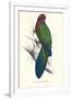 Tabuan Parakeet - Prosapeia Tabuensis-Edward Lear-Framed Art Print