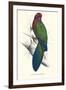 Tabuan Parakeet - Prosapeia Tabuensis-Edward Lear-Framed Art Print