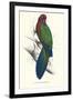 Tabuan Parakeet - Prosapeia Tabuensis-Edward Lear-Framed Art Print