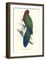 Tabuan Parakeet - Prosapeia Tabuensis-Edward Lear-Framed Art Print