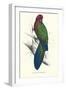 Tabuan Parakeet - Prosapeia Tabuensis-Edward Lear-Framed Art Print