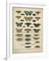 Tabula De Papilio-Sloan-Framed Art Print