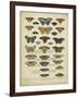 Tabula De Papilio-Sloan-Framed Art Print