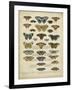 Tabula De Papilio-Sloan-Framed Art Print