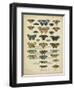 Tabula De Papilio-Sloan-Framed Art Print