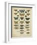 Tabula De Papilio-Sloan-Framed Art Print