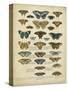 Tabula De Papilio-Sloan-Stretched Canvas